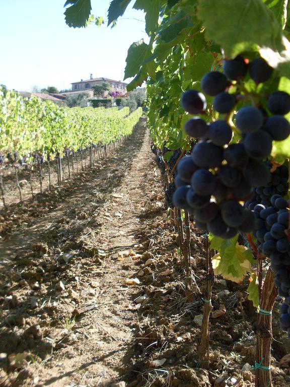 Agriturismo Amina, Winery&Hiking Vagliagli Exterior foto
